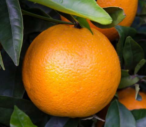 Naranja Powell Summer Navel