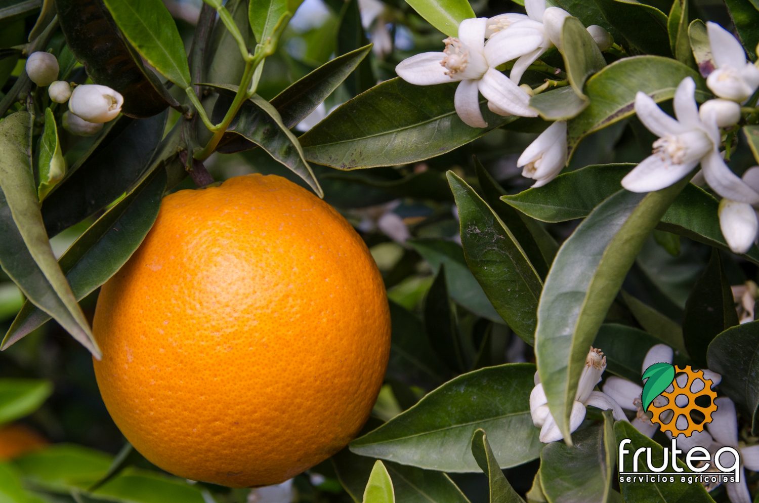 Naranja Powell Summer Navel - Imagen 3