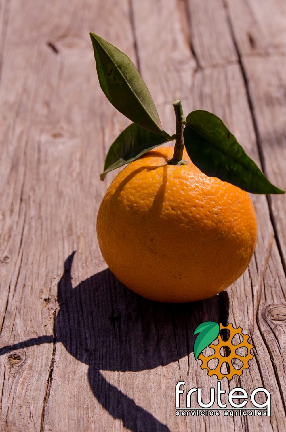 Naranja Powell Summer Navel - Imagen 2